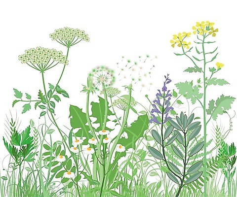 EPS 해외이미지 식물 꽃무늬 일러스트 자연 잔디 초록색 여름 컬러풀 정원 봄 벚꽃 개화 칼날 민들레 허브 원예 내추럴 세이지 양치류 캐모마일 해외202004 해외일러스트 계절 꽃 컬러 무늬 취미 생태계 파일형식 벡터 이미지허브