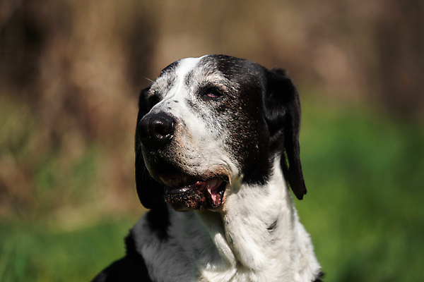 포토 JPG 해외이미지 동물 공원 행복 장난 포유류 놀이 털 사람없음 야외 초록색 반려동물 달리기 검은색 흰색 개 신앙심 해외202004 해외포토 공공시설 감정 컬러 모션 파일형식 이미지허브