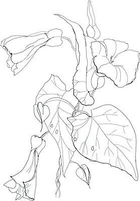 EPS 해외이미지 식물 계절 꽃 야생동물 백그라운드 꽃무늬 패턴 일러스트 자연 잉크 흑백 그래픽 장식 펜 정원 검은색 흰색 나뭇가지 인쇄 스케치 그림 생물학 손그림 판화 옛날 핸드메이드 해외202004 해외일러스트 나무 동물 교육 컬러 무늬 촬영기법 미술 필기구 생태계 파일형식 벡터 이미지허브