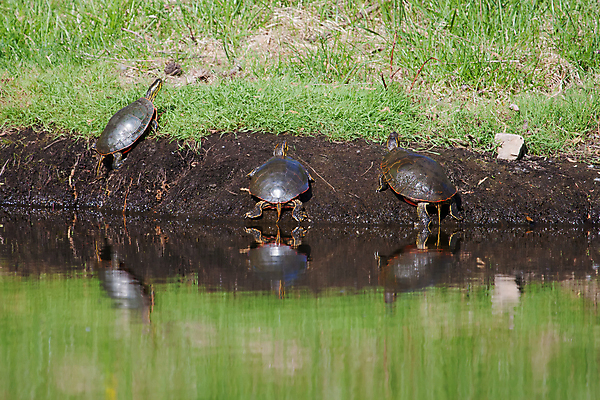 포토 JPG 해외이미지 동물 공원 야생동물 자연 풍경 사람없음 물 컬러풀 반사 평화 봄 젖음 껍질 연못 잡초 숲 먼지 리갈 해외202004 해외포토 자연요소 식물 계절 공공시설 컬러 컨셉 생태계 파일형식 이미지허브