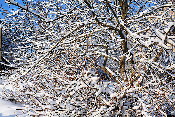 포토 JPG 해외이미지 나무 계절 공원 실루엣 줄기 겨울 과일 자연 날씨 휴식 풍경 사람없음 야외 빛 정원 얼음 침묵 산책 추위 흰색 나뭇가지 시골 도시 고독 숲 타운 건포도 단절 순간 해외202004 해외포토 자연요소 식물 공공시설 감정 컬러 컨셉 포도 촬영기법 소리 생태계 건과일 파일형식 이미지허브