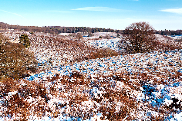 포토 JPG 해외이미지 모양 나무 계절 여행 겨울 자연 하늘 산 건조 풍경 사람없음 야외 파란색 침묵 하이킹 흰색 숲 언덕 네덜란드 추적 눈내림 해외202004 해외포토 식물 유럽 컬러 모션 레저 눈_날씨 소리 생태계 파일형식 이미지허브