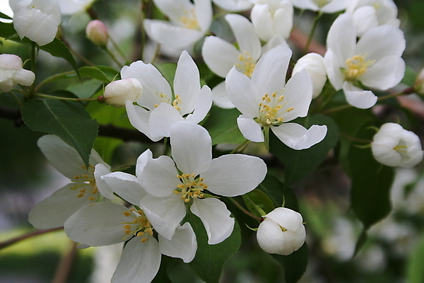 포토 JPG 해외이미지 나무 식물 계절 꽃잎 꽃 백그라운드 잎 꽃무늬 과일 자연 건강 사람없음 장식 초록색 정원 봄 성장 벚꽃 흰색 나뭇가지 신선 개화 사과 원예 내추럴 꽃수술 해외202004 해외포토 컬러 무늬 취미 생태계 파일형식 이미지허브