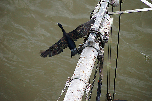 포토 JPG 해외이미지 동물 야생동물 자연 조류 사람없음 물 강 동물상 해외202004 해외포토 자연요소 조형물 생태계 파일형식 이미지허브