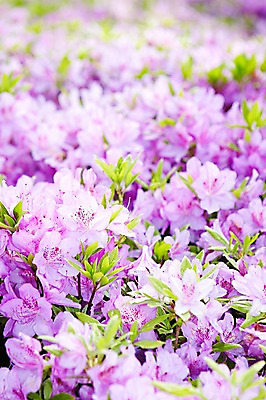 포토 JPG 주간 식물 계절 꽃 컬러 백그라운드 잎 꽃백그라운드 봄꽃 자연 풍경 근접촬영 사람없음 야외 아웃포커스 보라색 봄 철쭉 국내포토 자연요소 뷰포인트 촬영기법 생태계 파일형식