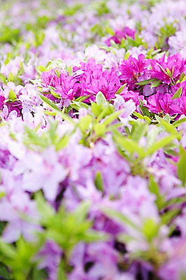 포토 JPG 주간 식물 계절 꽃 컬러 백그라운드 잎 꽃백그라운드 봄꽃 자연 풍경 근접촬영 사람없음 야외 아웃포커스 보라색 봄 철쭉 국내포토 자연요소 뷰포인트 촬영기법 생태계 파일형식