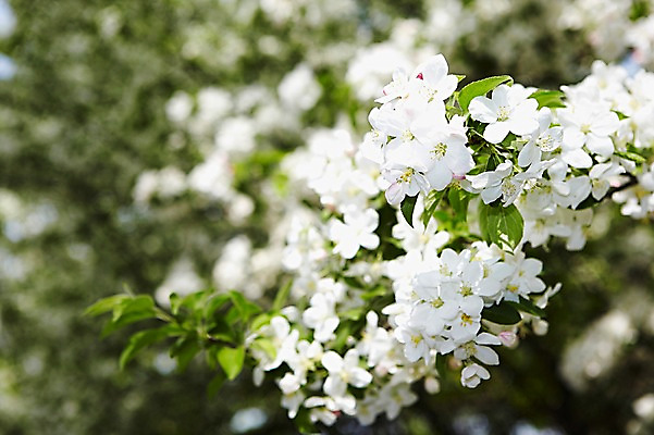 포토 JPG 주간 나무 식물 계절 꽃 컬러 백그라운드 잎 꽃백그라운드 봄꽃 자연 풍경 근접촬영 사람없음 야외 아웃포커스 봄 벚꽃 흰색 나뭇가지 벚나무 국내포토 자연요소 뷰포인트 촬영기법 생태계 파일형식