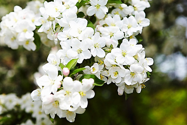 포토 JPG 주간 나무 식물 계절 꽃 컬러 백그라운드 잎 꽃백그라운드 봄꽃 자연 풍경 근접촬영 사람없음 야외 아웃포커스 봄 벚꽃 흰색 나뭇가지 벚나무 국내포토 자연요소 뷰포인트 촬영기법 생태계 파일형식