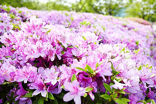 포토 JPG 주간 식물 계절 꽃 컬러 백그라운드 잎 꽃백그라운드 봄꽃 자연 풍경 근접촬영 사람없음 야외 아웃포커스 보라색 봄 철쭉 국내포토 자연요소 뷰포인트 촬영기법 생태계 파일형식