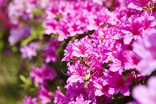 포토 JPG 주간 식물 계절 꽃 컬러 백그라운드 잎 꽃백그라운드 봄꽃 자연 풍경 근접촬영 사람없음 야외 아웃포커스 보라색 봄 철쭉 국내포토 자연요소 뷰포인트 촬영기법 생태계 파일형식