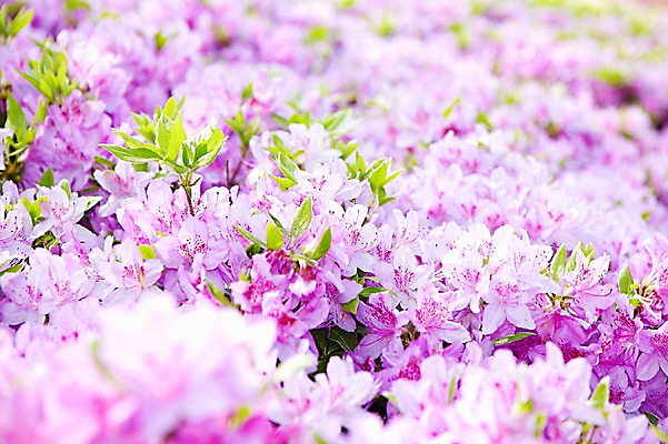 포토 JPG 주간 식물 계절 꽃 컬러 백그라운드 잎 꽃백그라운드 봄꽃 자연 풍경 근접촬영 사람없음 야외 아웃포커스 보라색 봄 철쭉 국내포토 자연요소 뷰포인트 촬영기법 생태계 파일형식