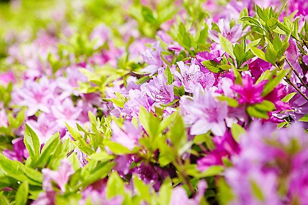 포토 JPG 주간 식물 계절 꽃 컬러 백그라운드 잎 꽃백그라운드 봄꽃 자연 풍경 근접촬영 사람없음 야외 아웃포커스 보라색 봄 철쭉 국내포토 자연요소 뷰포인트 촬영기법 생태계 파일형식