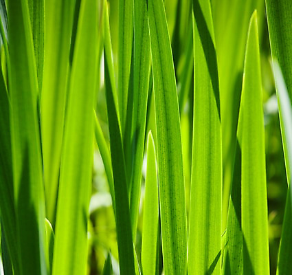 포토 JPG 주간 식물 계절 꽃 백그라운드 잎 꽃백그라운드 봄꽃 자연 풍경 근접촬영 사람없음 야외 아웃포커스 봄 각시붓꽃 국내포토 자연요소 뷰포인트 촬영기법 생태계 파일형식