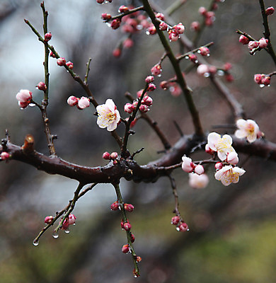 포토 JPG 주간 나무 식물 계절 꽃 분홍색 컬러 백그라운드 잎 꽃백그라운드 봄꽃 자연 풍경 근접촬영 사람없음 야외 아웃포커스 봄 벚꽃 물방울 나뭇가지 벚나무 꽃봉오리 국내포토 자연요소 뷰포인트 촬영기법 생태계 파일형식