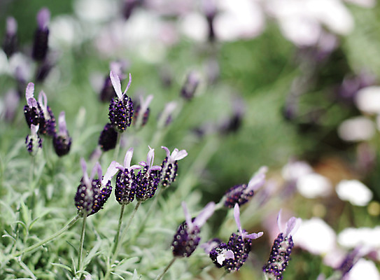 포토 JPG 주간 식물 계절 꽃 컬러 백그라운드 잎 꽃백그라운드 봄꽃 자연 풍경 근접촬영 사람없음 야외 아웃포커스 보라색 봄 허브 로즈메리 국내포토 자연요소 뷰포인트 촬영기법 생태계 파일형식