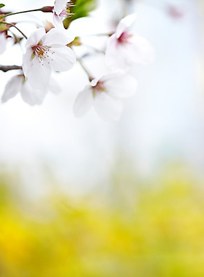 포토 JPG 주간 나무 식물 계절 꽃 컬러 백그라운드 잎 꽃백그라운드 봄꽃 자연 풍경 근접촬영 사람없음 야외 아웃포커스 봄 벚꽃 흰색 나뭇가지 벚나무 국내포토 자연요소 뷰포인트 촬영기법 생태계 파일형식