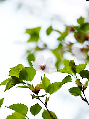 포토 JPG 주간 나무 식물 계절 꽃 컬러 백그라운드 잎 꽃백그라운드 봄꽃 자연 풍경 근접촬영 사람없음 야외 아웃포커스 봄 벚꽃 흰색 나뭇가지 벚나무 국내포토 자연요소 뷰포인트 촬영기법 생태계 파일형식