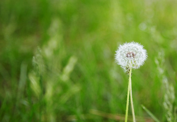포토 JPG 주간 식물 계절 꽃 컬러 백그라운드 잎 꽃백그라운드 봄꽃 자연 씨앗 풍경 근접촬영 사람없음 야외 아웃포커스 봄 민들레홀씨 국내포토 자연요소 뷰포인트 촬영기법 민들레 생태계 파일형식
