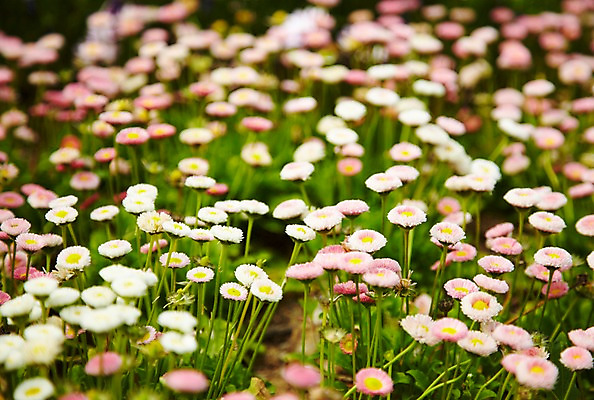 포토 JPG 주간 식물 계절 꽃 분홍색 컬러 백그라운드 꽃백그라운드 봄꽃 자연 풍경 근접촬영 사람없음 야외 아웃포커스 봄 흰색 데이지 국내포토 자연요소 뷰포인트 촬영기법 생태계 파일형식