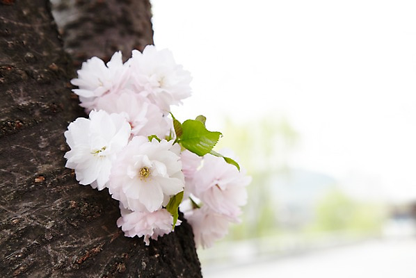 포토 JPG 주간 나무 식물 계절 꽃 컬러 백그라운드 잎 꽃백그라운드 봄꽃 자연 풍경 근접촬영 사람없음 야외 아웃포커스 봄 흰색 겹벚꽃 국내포토 자연요소 뷰포인트 촬영기법 벚꽃 생태계 파일형식