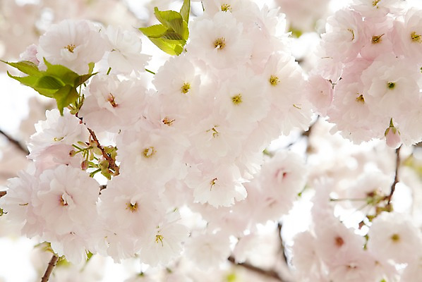 포토 JPG 주간 나무 식물 계절 꽃 컬러 백그라운드 잎 꽃백그라운드 봄꽃 자연 풍경 근접촬영 사람없음 야외 아웃포커스 봄 벚꽃 흰색 나뭇가지 벚나무 국내포토 자연요소 뷰포인트 촬영기법 생태계 파일형식