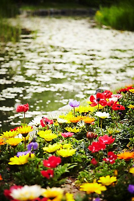 포토 JPG 주간 식물 계절 꽃 컬러 백그라운드 꽃밭 꽃백그라운드 봄꽃 자연 국화 풍경 근접촬영 사람없음 야외 아웃포커스 강 계곡 봄 풀 국내포토 자연요소 뷰포인트 촬영기법 생태계 파일형식