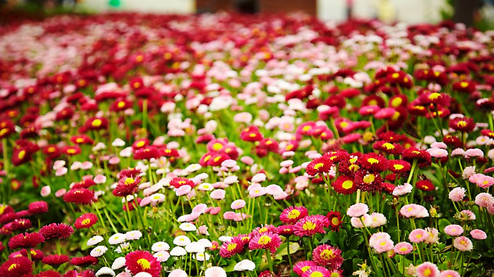 포토 JPG 주간 식물 계절 꽃 분홍색 컬러 백그라운드 꽃밭 꽃백그라운드 봄꽃 자연 풍경 근접촬영 사람없음 야외 아웃포커스 빨간색 봄 데이지 국내포토 자연요소 뷰포인트 촬영기법 생태계 파일형식