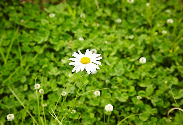 포토 JPG 주간 식물 계절 꽃 컬러 배경화면 백그라운드 꽃백그라운드 봄꽃 자연 풍경 근접촬영 사람없음 야외 아웃포커스 봄 흰색 풀 개미취 국내포토 자연요소 뷰포인트 촬영기법 생태계 파일형식