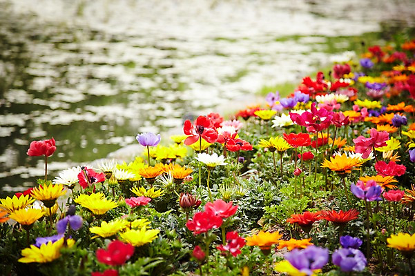 포토 JPG 주간 식물 계절 꽃 컬러 배경화면 백그라운드 꽃밭 꽃백그라운드 봄꽃 자연 국화 풍경 근접촬영 사람없음 야외 아웃포커스 강 계곡 봄 풀 국내포토 자연요소 뷰포인트 촬영기법 생태계 파일형식