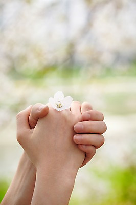 포토 JPG 주간 식물 손 계절 꽃 컬러 백그라운드 꽃백그라운드 봄꽃 자연 한명 풍경 손짓 근접촬영 야외 아웃포커스 신체부위 봄 양손 벚꽃 흰색 기도 손모으기 국내포토 자연요소 1 뷰포인트 모션 촬영기법 사람 생태계 파일형식