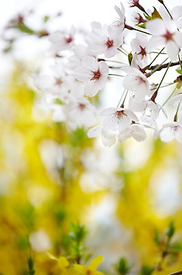 포토 JPG 주간 나무 식물 계절 꽃 컬러 백그라운드 잎 꽃백그라운드 봄꽃 자연 풍경 근접촬영 사람없음 야외 아웃포커스 노란색 봄 벚꽃 흰색 나뭇가지 벚나무 개나리 국내포토 자연요소 뷰포인트 촬영기법 생태계 파일형식