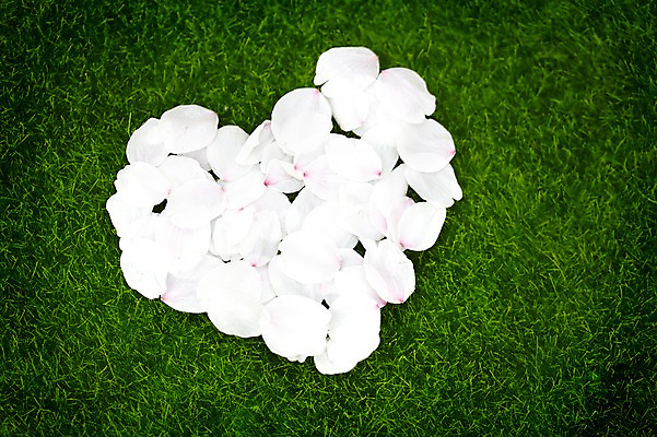 포토 JPG 주간 모양 식물 계절 꽃잎 꽃 컬러 백그라운드 꽃백그라운드 봄꽃 자연 풍경 근접촬영 잔디 초원 사람없음 야외 아웃포커스 봄 벚꽃 흰색 하트 풀 국내포토 자연요소 뷰포인트 촬영기법 생태계 파일형식