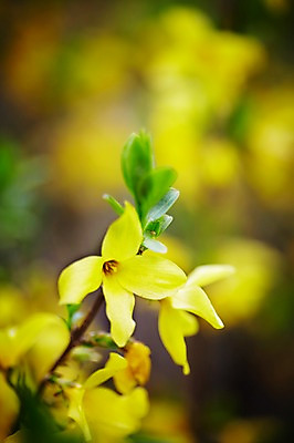 포토 JPG 주간 식물 계절 꽃잎 꽃 컬러 백그라운드 잎 꽃백그라운드 봄꽃 자연 풍경 근접촬영 사람없음 야외 아웃포커스 노란색 봄 개나리 국내포토 자연요소 뷰포인트 촬영기법 생태계 파일형식