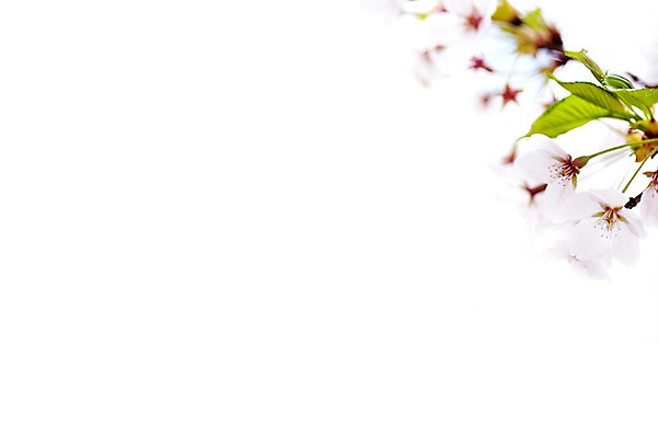 포토 JPG 주간 식물 계절 꽃 컬러 백그라운드 잎 꽃백그라운드 봄꽃 자연 근접촬영 사람없음 야외 아웃포커스 봄 벚꽃 흰색 나뭇가지 벚나무 국내포토 자연요소 나무 뷰포인트 촬영기법 생태계 파일형식