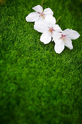 포토 JPG 주간 식물 계절 꽃잎 꽃 컬러 백그라운드 꽃백그라운드 봄꽃 자연 풍경 근접촬영 잔디 초원 사람없음 야외 아웃포커스 봄 벚꽃 흰색 풀 국내포토 자연요소 뷰포인트 촬영기법 생태계 파일형식