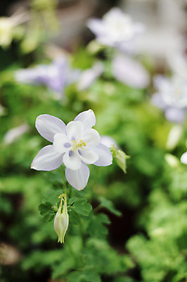 포토 JPG 주간 식물 계절 꽃 컬러 백그라운드 잎 꽃백그라운드 봄꽃 자연 풍경 근접촬영 사람없음 야외 아웃포커스 봄 매발톱꽃 국내포토 자연요소 뷰포인트 촬영기법 생태계 파일형식