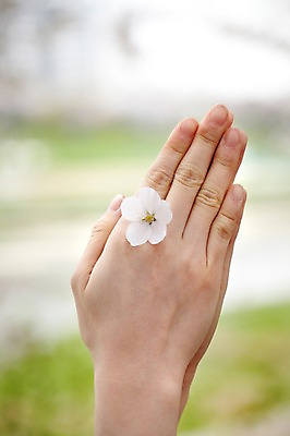 포토 JPG 주간 식물 손 계절 꽃 컬러 백그라운드 꽃백그라운드 봄꽃 자연 한명 풍경 손짓 근접촬영 야외 아웃포커스 신체부위 봄 양손 벚꽃 흰색 손모으기 국내포토 자연요소 1 뷰포인트 모션 촬영기법 사람 생태계 파일형식