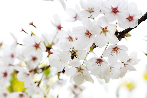 포토 JPG 주간 나무 식물 계절 꽃 컬러 백그라운드 꽃백그라운드 봄꽃 자연 풍경 근접촬영 사람없음 야외 아웃포커스 봄 벚꽃 흰색 나뭇가지 벚나무 국내포토 자연요소 뷰포인트 촬영기법 생태계 파일형식