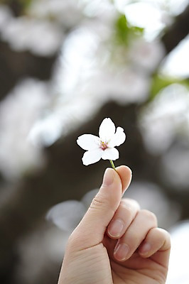 포토 JPG 주간 나무 식물 손 계절 꽃 컬러 백그라운드 꽃백그라운드 봄꽃 자연 한손 한명 들기 풍경 손짓 근접촬영 야외 아웃포커스 신체부위 봄 벚꽃 흰색 벚나무 국내포토 자연요소 1 뷰포인트 모션 촬영기법 사람 생태계 파일형식