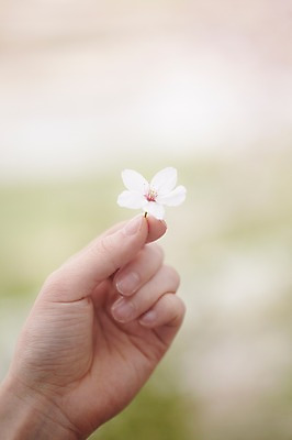 포토 JPG 주간 식물 손 계절 꽃 컬러 백그라운드 꽃백그라운드 봄꽃 자연 한손 한명 들기 풍경 손짓 근접촬영 야외 아웃포커스 신체부위 봄 벚꽃 흰색 손모으기 국내포토 자연요소 1 뷰포인트 모션 촬영기법 사람 생태계 파일형식