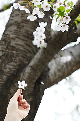 포토 JPG 주간 나무 식물 손 계절 꽃 컬러 백그라운드 잎 꽃백그라운드 봄꽃 자연 한손 한명 들기 풍경 손짓 근접촬영 야외 아웃포커스 신체부위 봄 벚꽃 흰색 나뭇가지 벚나무 손모으기 국내포토 자연요소 1 뷰포인트 모션 촬영기법 사람 생태계 파일형식
