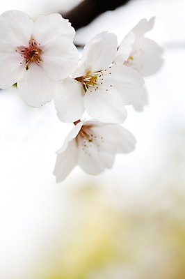 포토 JPG 주간 나무 식물 계절 꽃 컬러 백그라운드 꽃백그라운드 봄꽃 자연 풍경 근접촬영 사람없음 야외 아웃포커스 봄 벚꽃 흰색 나뭇가지 벚나무 국내포토 자연요소 뷰포인트 촬영기법 생태계 파일형식