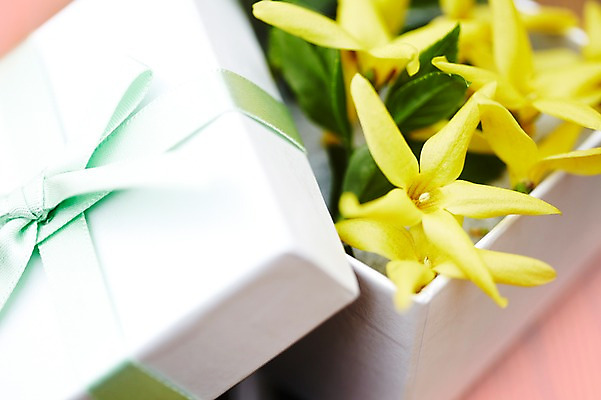 포토 JPG 주간 식물 계절 꽃잎 꽃 컬러 백그라운드 잎 꽃백그라운드 봄꽃 자연 선물 풍경 근접촬영 사람없음 야외 아웃포커스 선물상자 상자 봄 개나리 국내포토 자연요소 뷰포인트 촬영기법 생태계 파일형식