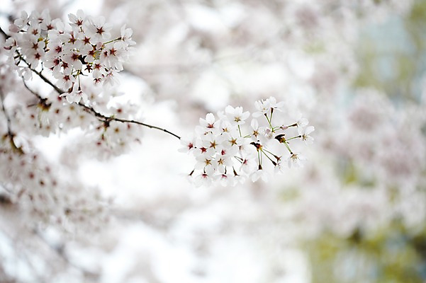 포토 JPG 주간 나무 식물 계절 꽃 컬러 백그라운드 꽃백그라운드 봄꽃 자연 풍경 근접촬영 사람없음 야외 아웃포커스 봄 벚꽃 흰색 나뭇가지 벚나무 국내포토 자연요소 뷰포인트 촬영기법 생태계 파일형식