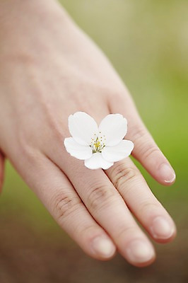 포토 JPG 주간 식물 손 계절 꽃 컬러 백그라운드 꽃백그라운드 봄꽃 자연 한손 한명 풍경 손짓 근접촬영 야외 아웃포커스 신체부위 봄 벚꽃 흰색 손모으기 국내포토 자연요소 1 뷰포인트 모션 촬영기법 사람 생태계 파일형식