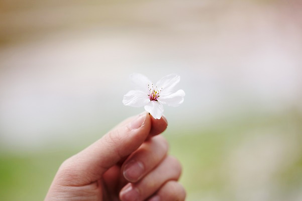 포토 JPG 주간 식물 손 계절 꽃 컬러 배경화면 백그라운드 꽃백그라운드 봄꽃 자연 한손 한명 들기 풍경 손짓 근접촬영 야외 아웃포커스 신체부위 봄 벚꽃 흰색 국내포토 자연요소 1 뷰포인트 모션 촬영기법 사람 생태계 파일형식