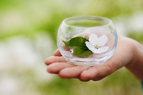 포토 JPG 주간 식물 그릇 손 계절 꽃 컬러 배경화면 백그라운드 잎 꽃백그라운드 봄꽃 자연 유리병 한손 한명 들기 풍경 손짓 근접촬영 야외 아웃포커스 신체부위 봄 벚꽃 흰색 병 국내포토 자연요소 1 식기 뷰포인트 모션 병_용기 촬영기법 사람 생태계 파일형식