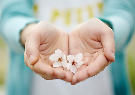 포토 JPG 주간 식물 손 계절 꽃 컬러 배경화면 백그라운드 꽃백그라운드 봄꽃 자연 한명 들기 풍경 손짓 근접촬영 상반신 야외 아웃포커스 신체부위 봄 양손 벚꽃 흰색 손모으기 국내포토 자연요소 1 뷰포인트 모션 촬영기법 사람 생태계 파일형식