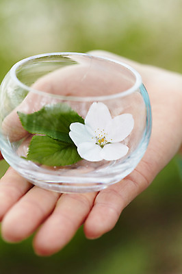 포토 JPG 주간 식물 그릇 손 계절 꽃 컬러 백그라운드 잎 꽃백그라운드 봄꽃 자연 유리병 한손 한명 들기 풍경 손짓 근접촬영 야외 아웃포커스 신체부위 봄 벚꽃 흰색 병 국내포토 자연요소 1 식기 뷰포인트 모션 병_용기 촬영기법 사람 생태계 파일형식