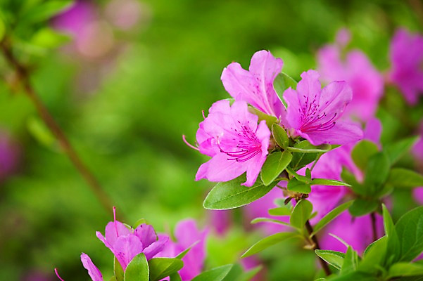 포토 JPG 주간 식물 계절 꽃 컬러 백그라운드 잎 꽃백그라운드 봄꽃 자연 풍경 근접촬영 사람없음 야외 아웃포커스 보라색 봄 철쭉 국내포토 자연요소 뷰포인트 촬영기법 생태계 파일형식